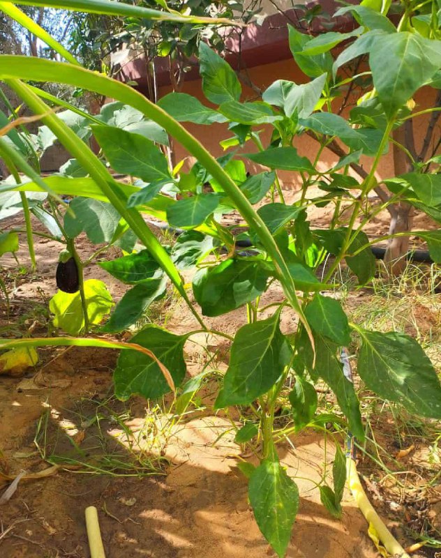 Familia palestina cultiva un jardín como acto de resistencia en medio de bombardeos en Gaza